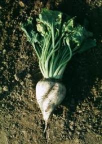 Paraziti korena šećerne repe u uslovima različite mineralne ishrane, Vera Stojšin, Zadužbina Andrejević